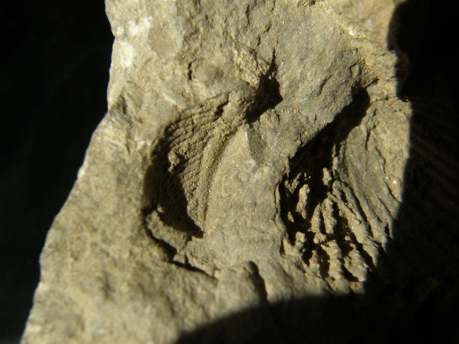 Sasso con due fossili da identificare