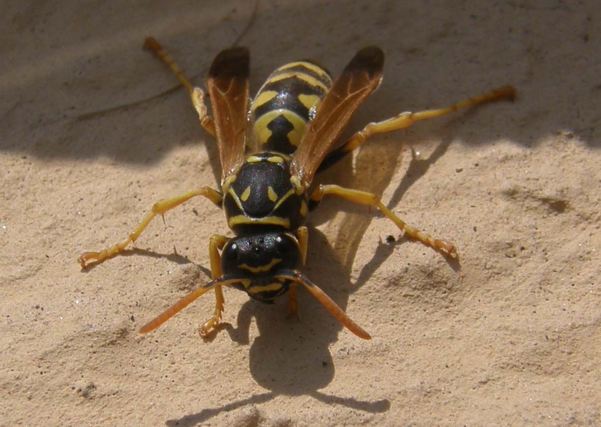 Nuovo nido di Polistes cfr dominulus