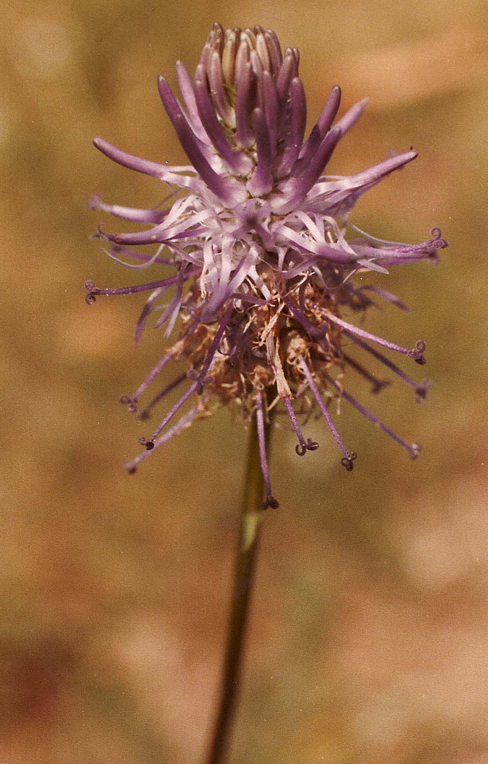 Fiore della Valcamonica - Phyteuma sp.  (Campanulaceae)