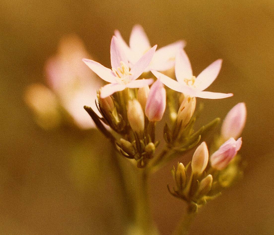 Fiori del Varesotto - Centaurium erythraea sl.