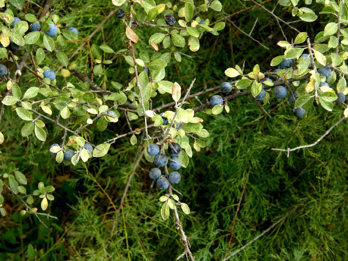 Eleagnus angustifolia e Prunus spinosa