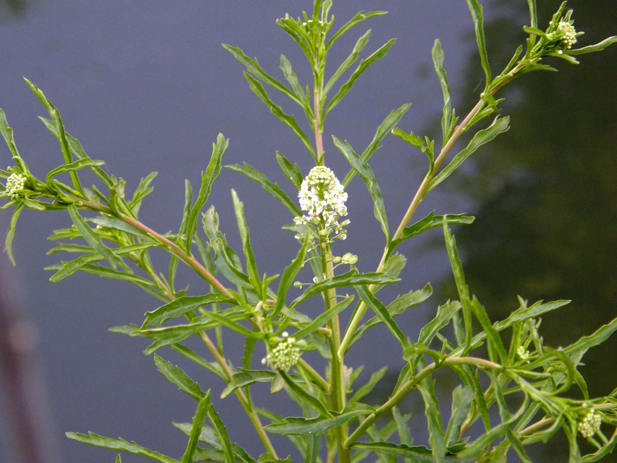 Infiorescenze gialle e bianche: Brassicaceae