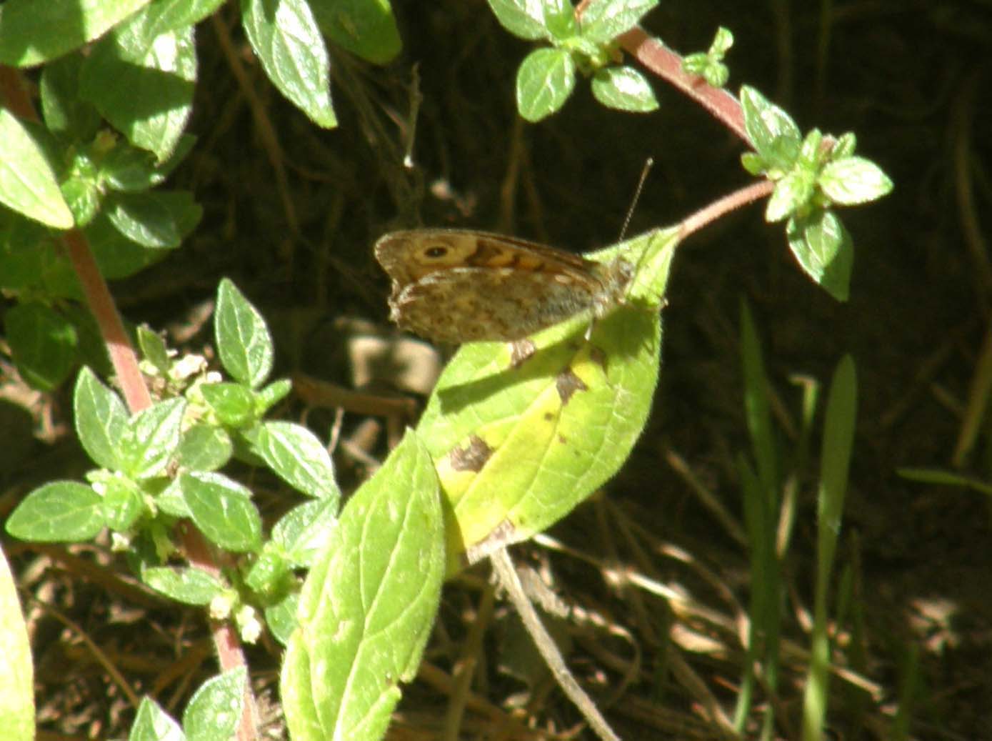 Lasiommata maegera e Pyronia tithonus