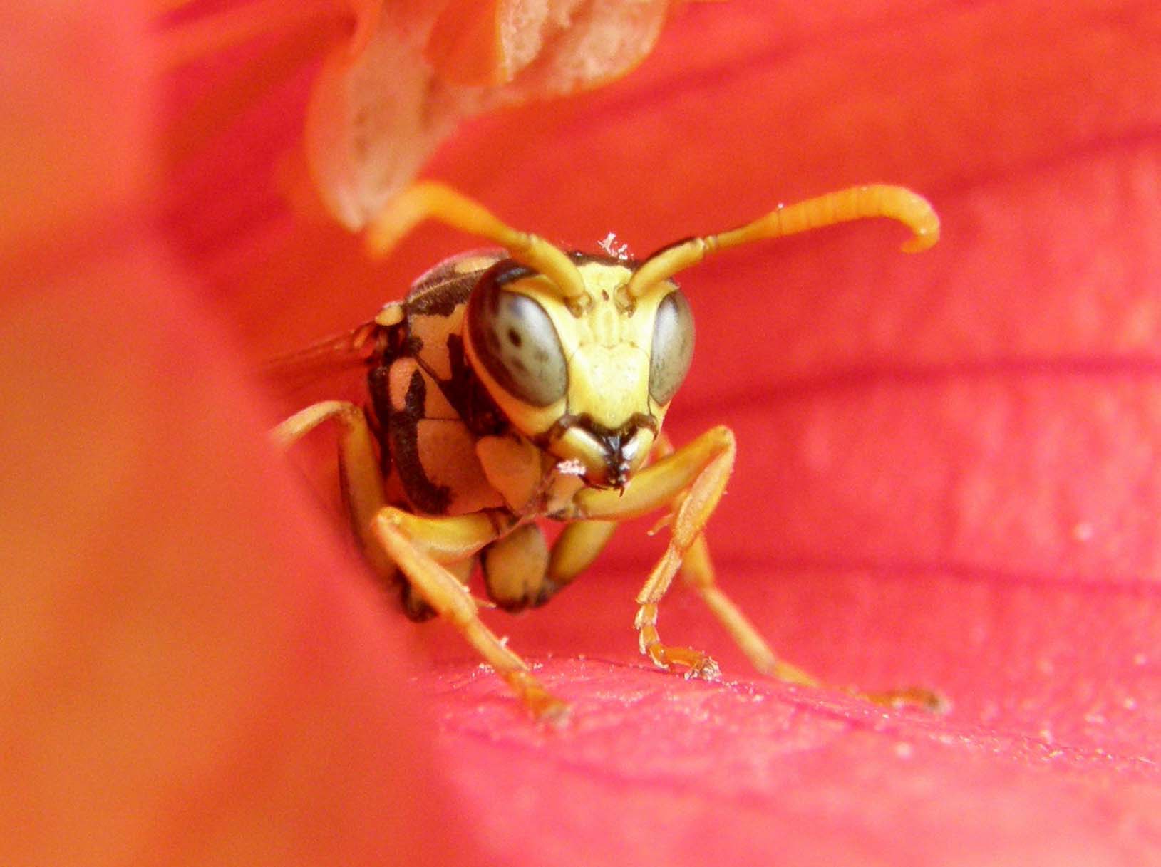 Predatrici in attesa? No. Polistes su fiori