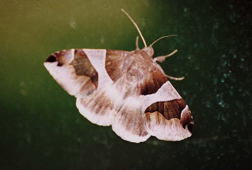 Dysgonia algira