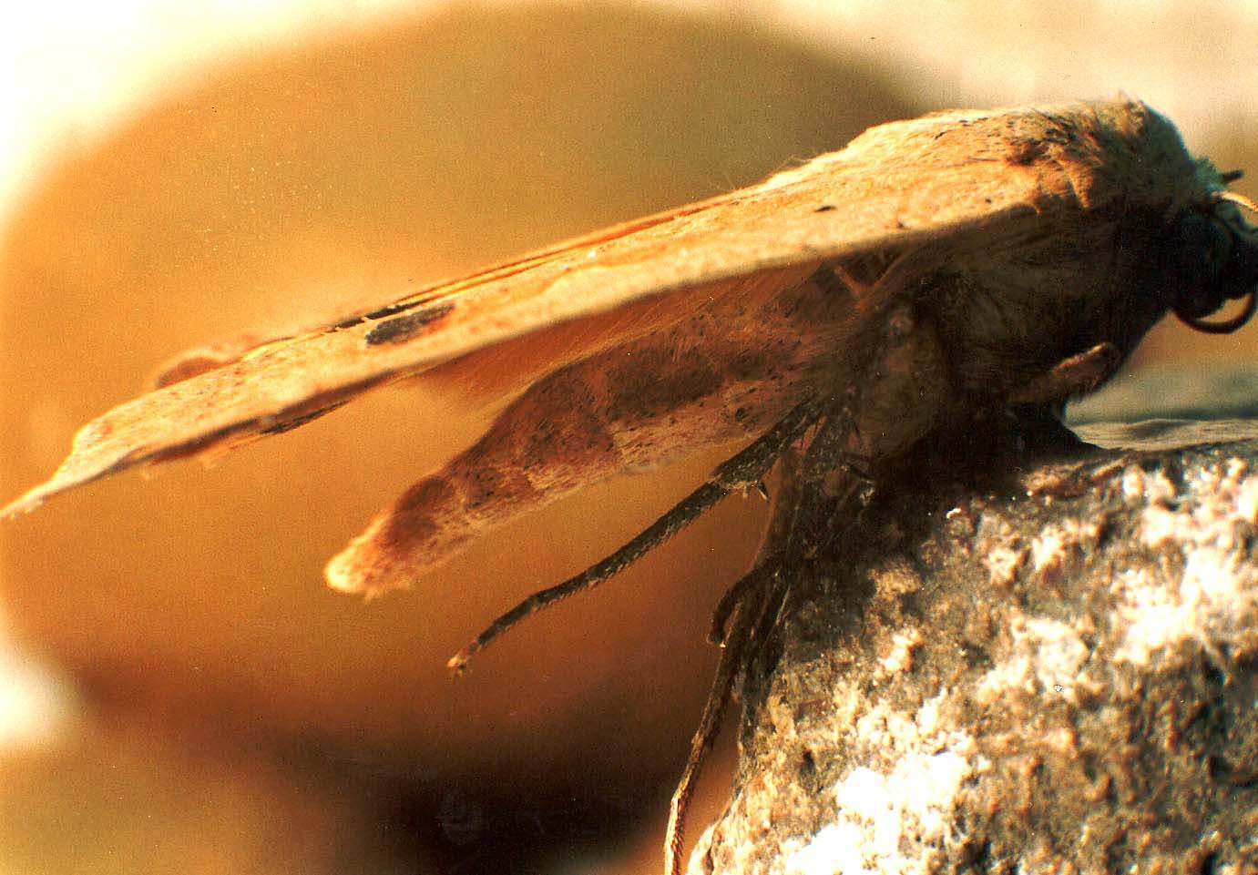 Un''altra falena da identificare: Noctua pronuba - Noctuidae