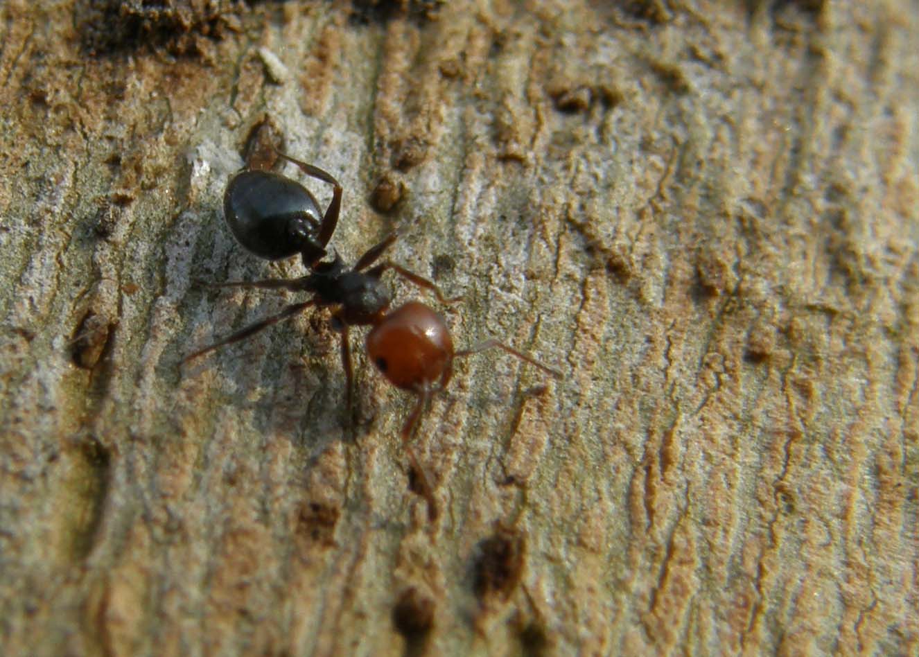 Crematogaster scutellaris (Formicidae)