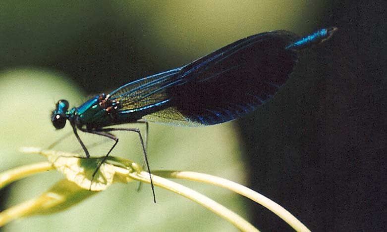 Calopteryx splendens & virgo