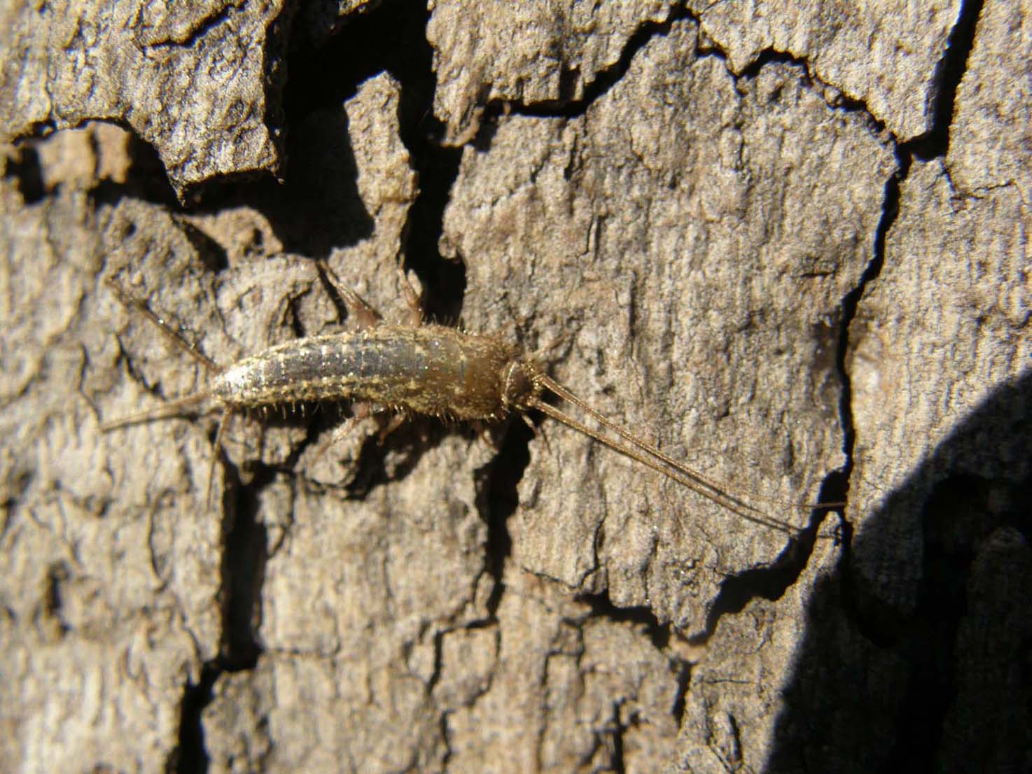 Lepismatidae (cfr. Ctenolepisma sp.) e Collembola