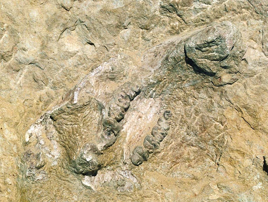 Sirenidi fossili in un sito dell''Alta Provenza