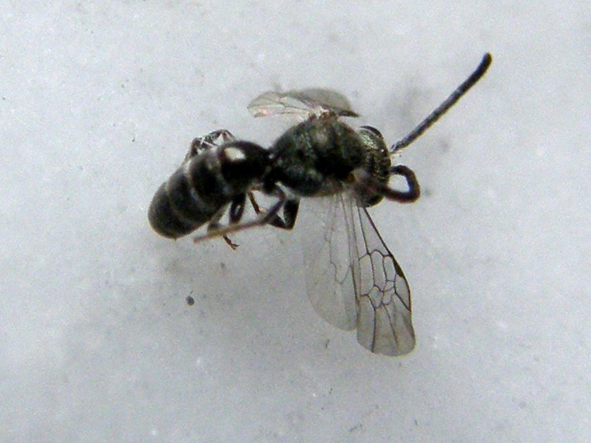 Piccolissimo e...sfortunato: Lasioglossum sp. M (Apidae Halictinae)