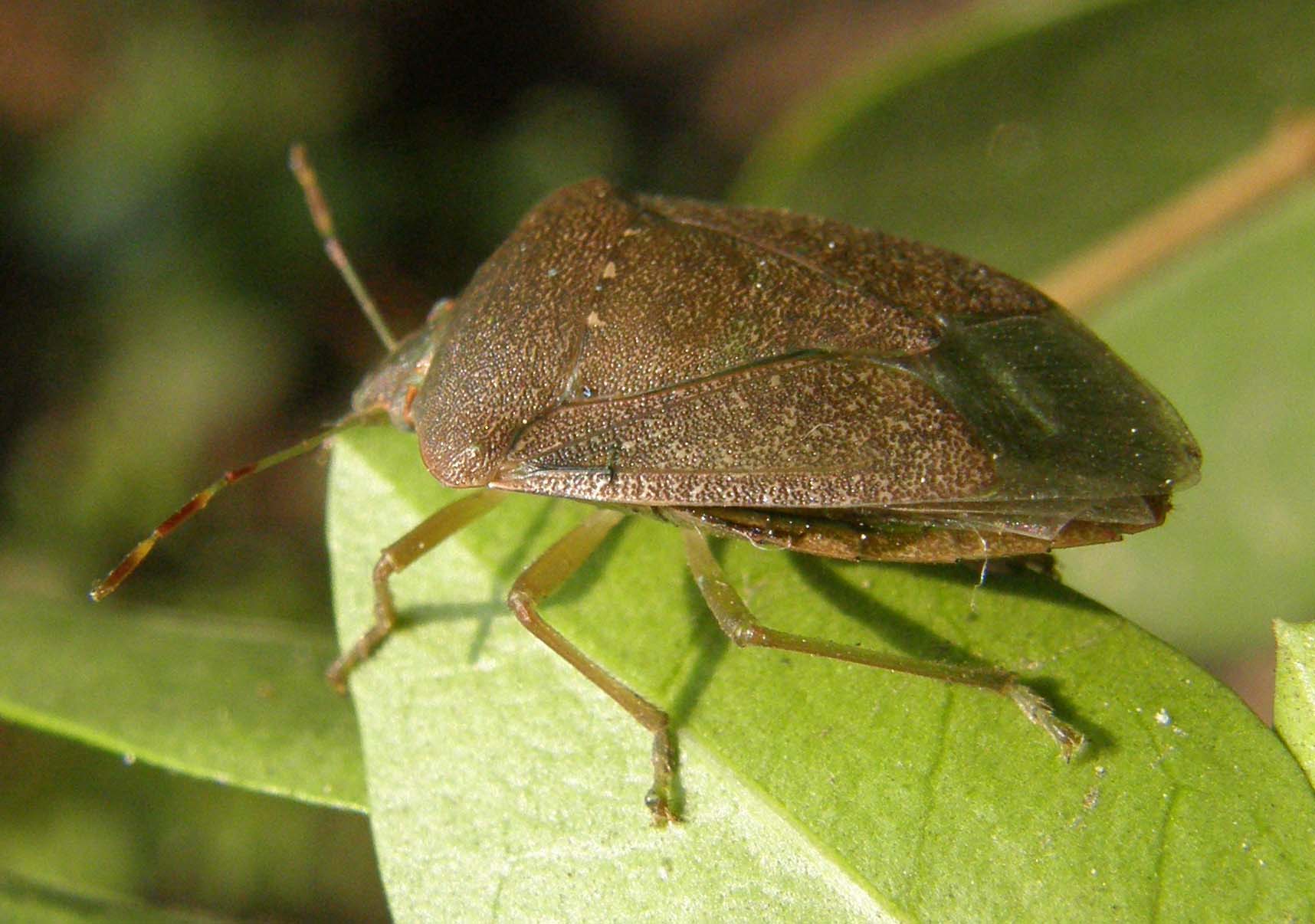 Pentatomidae (?) da identificare