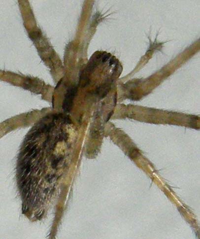 Tegenaria sp.