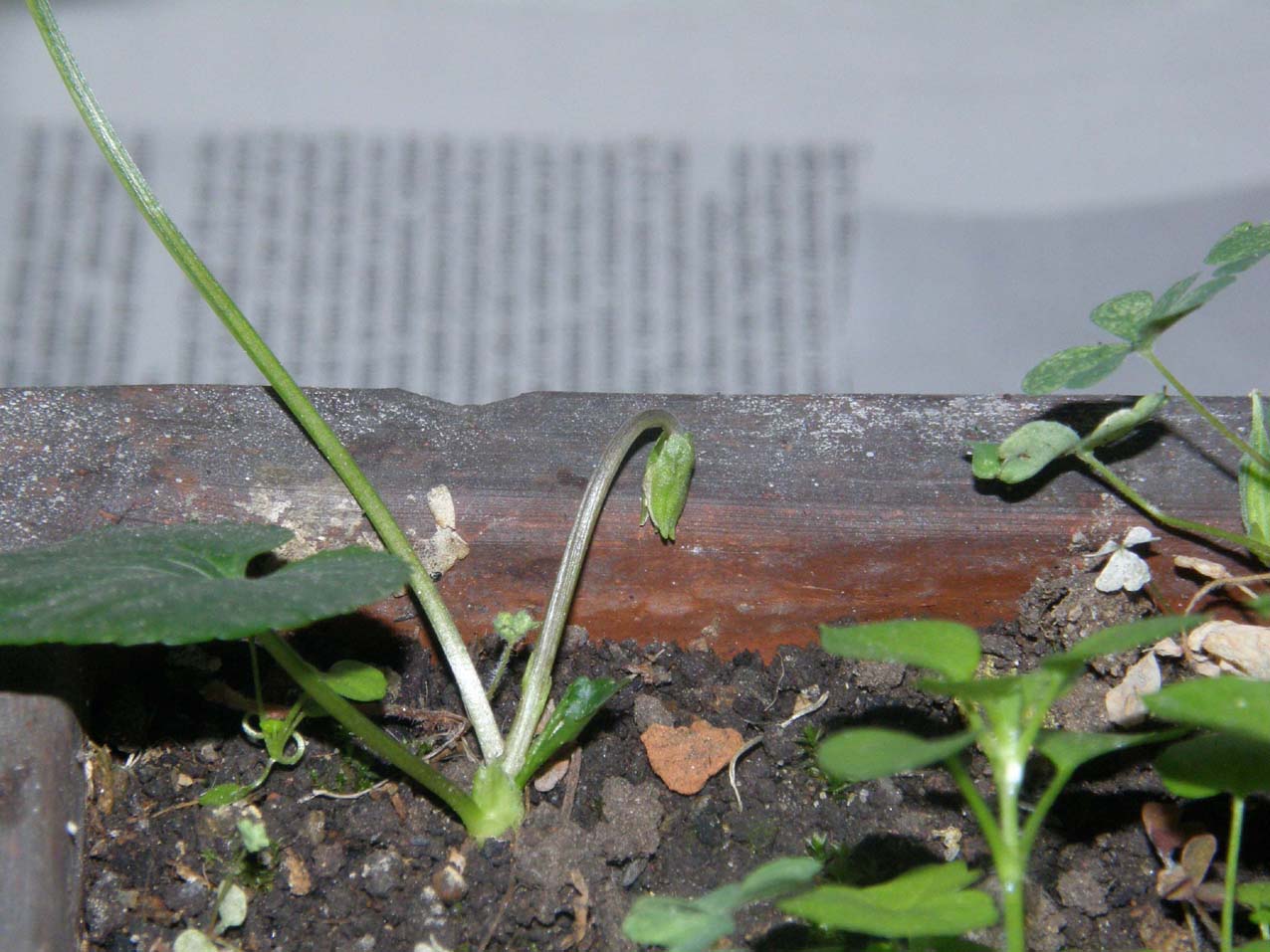 Uno strano bocciolo: fiori cleistogami di Viola sp. (Violaceae)