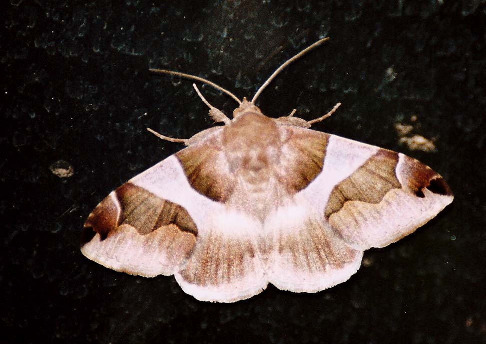 Dysgonia algira