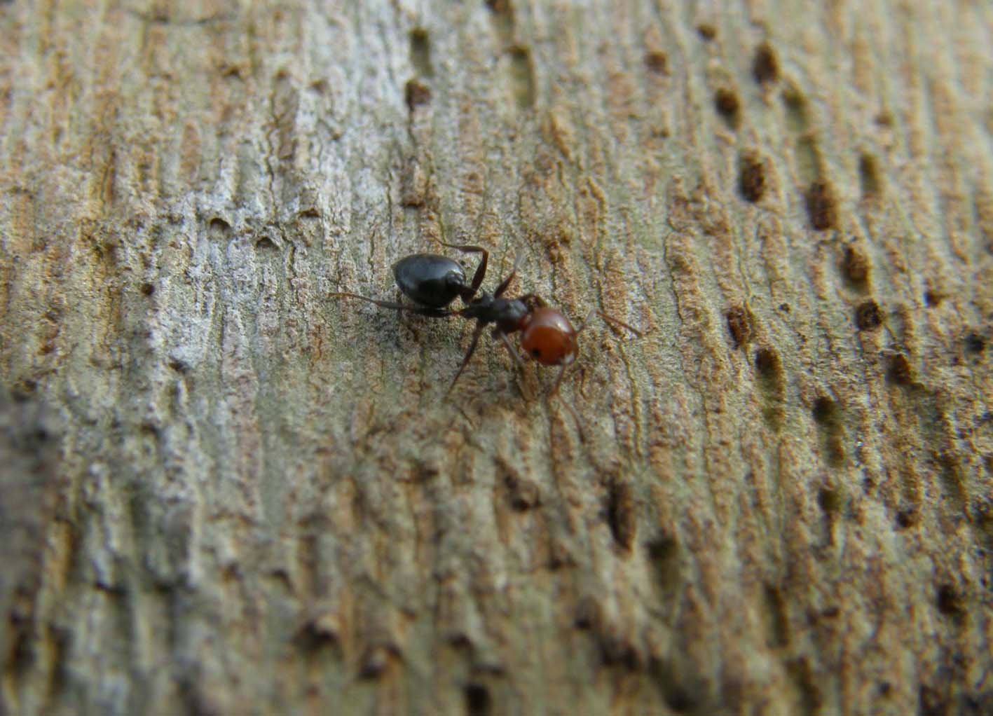 Crematogaster scutellaris (Formicidae)