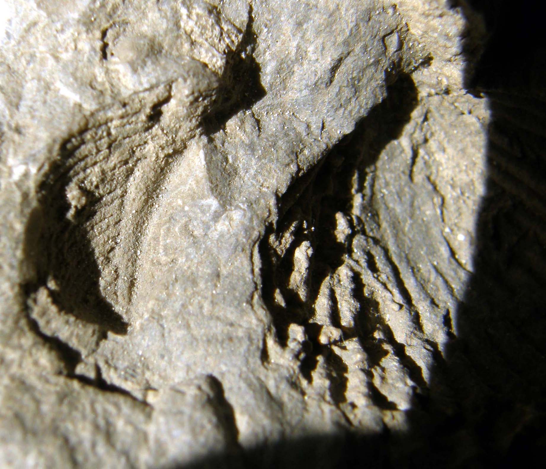 Sasso con due fossili da identificare