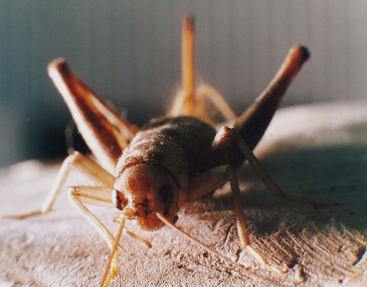 Grillo da identificare: cfr. Gryllomorpha dalmatina