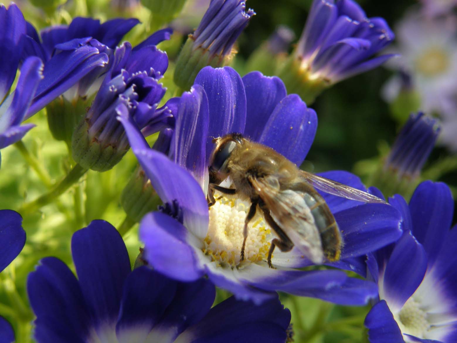 Eristalis tenax F (Syrphidae)