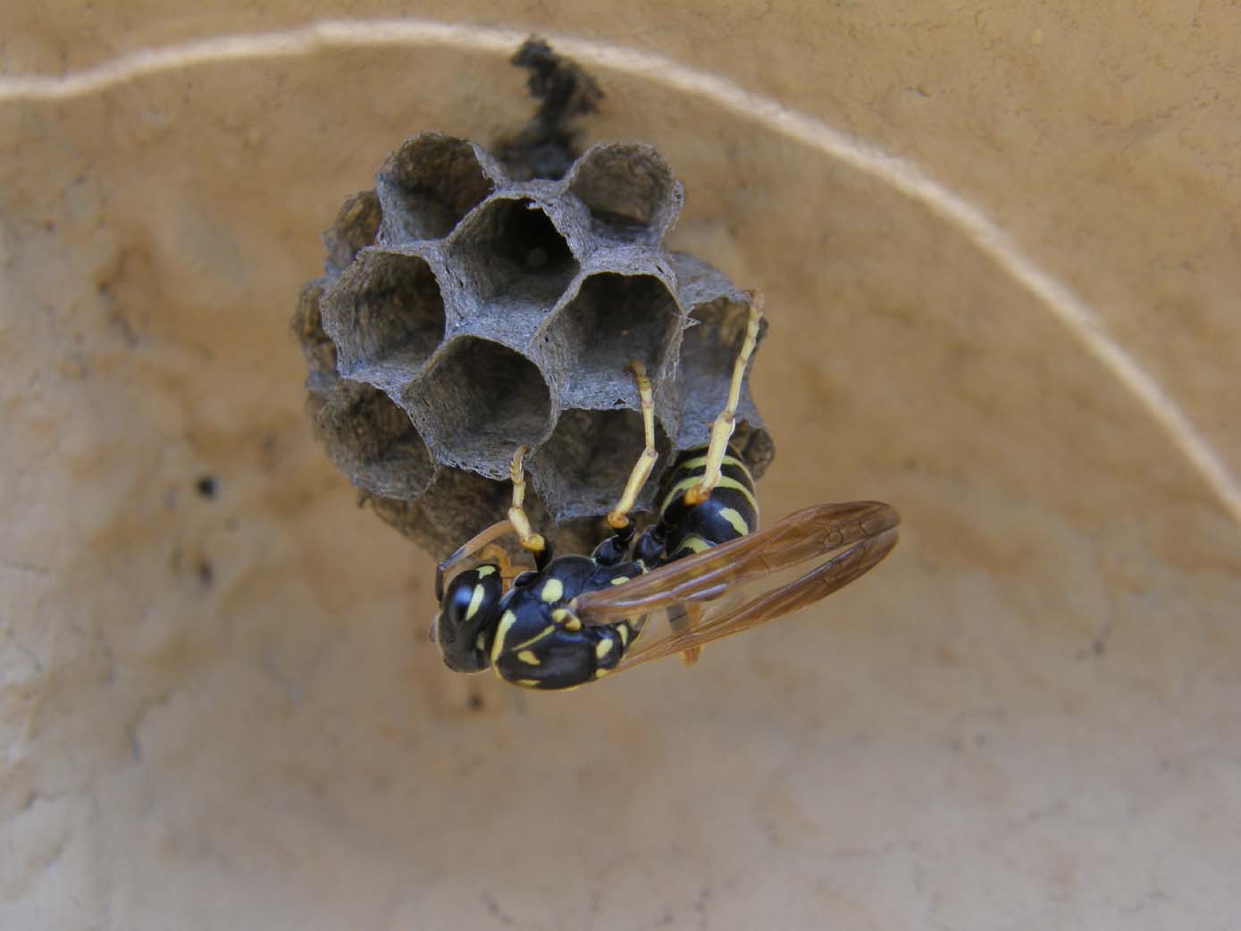 Nuovo nido di Polistes cfr dominulus