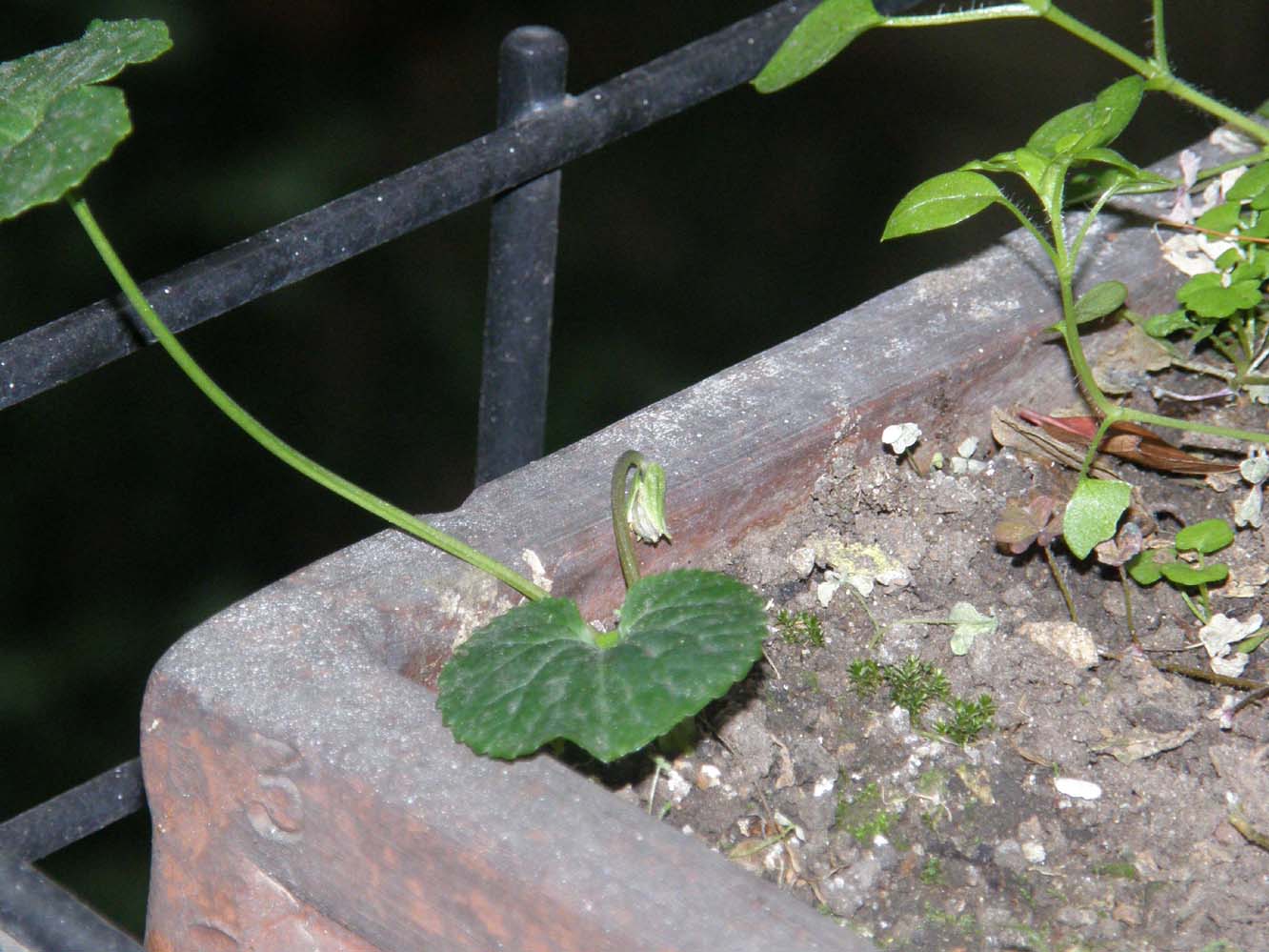 Uno strano bocciolo: fiori cleistogami di Viola sp. (Violaceae)