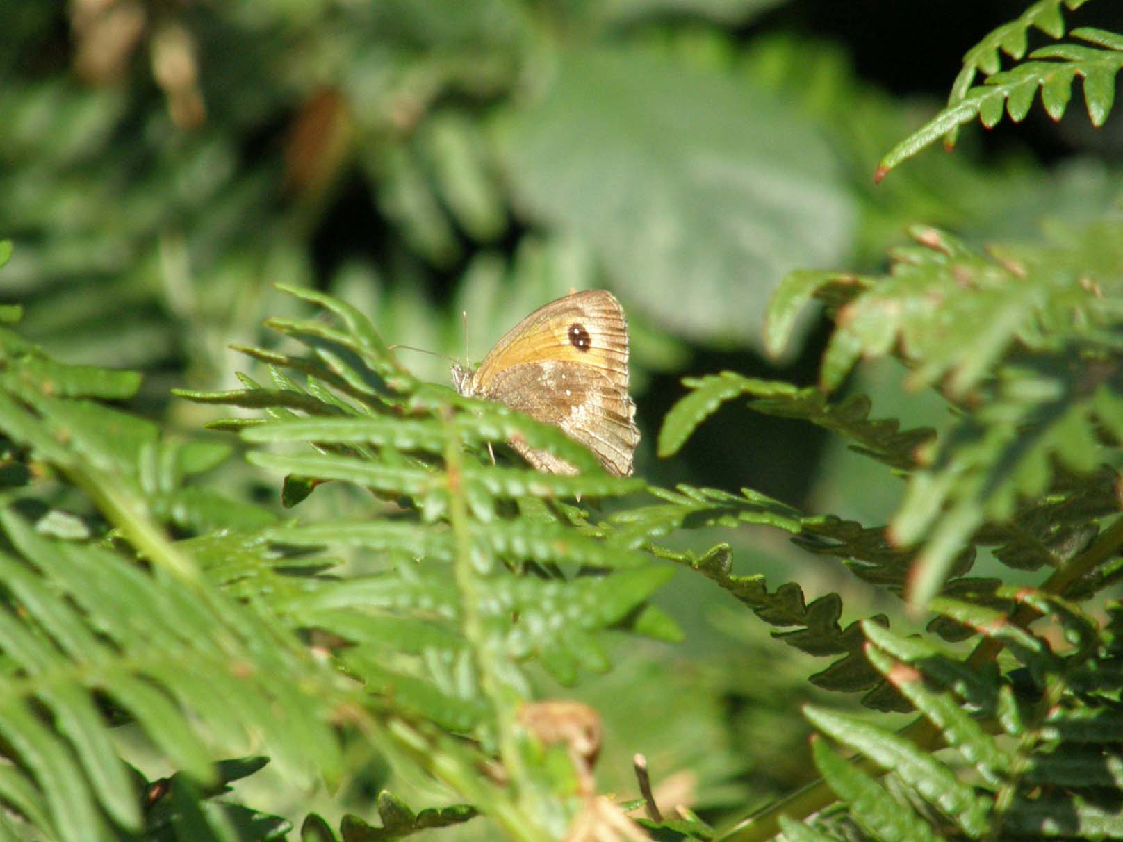 Lasiommata maegera e Pyronia tithonus