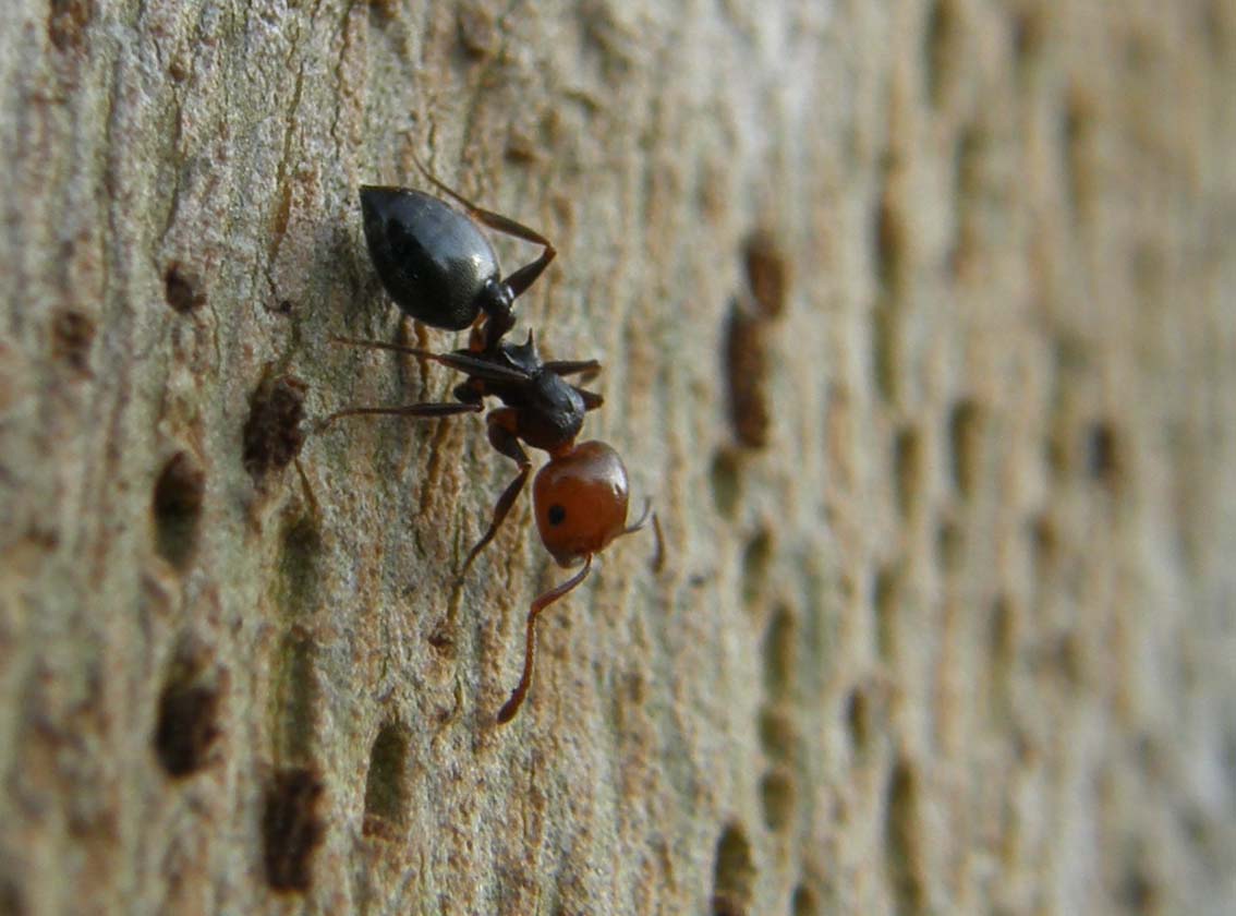 Crematogaster scutellaris (Formicidae)