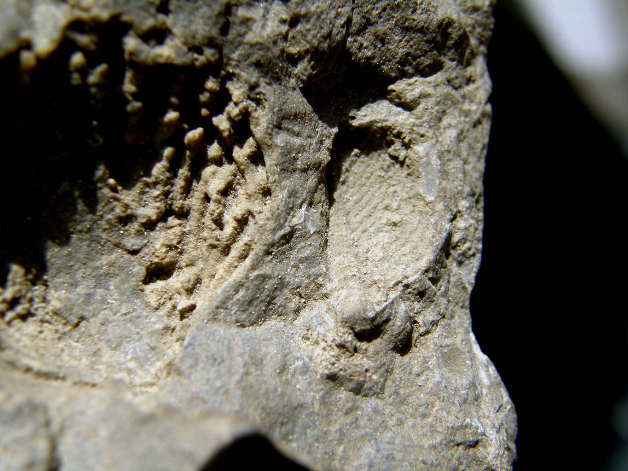 Sasso con due fossili da identificare