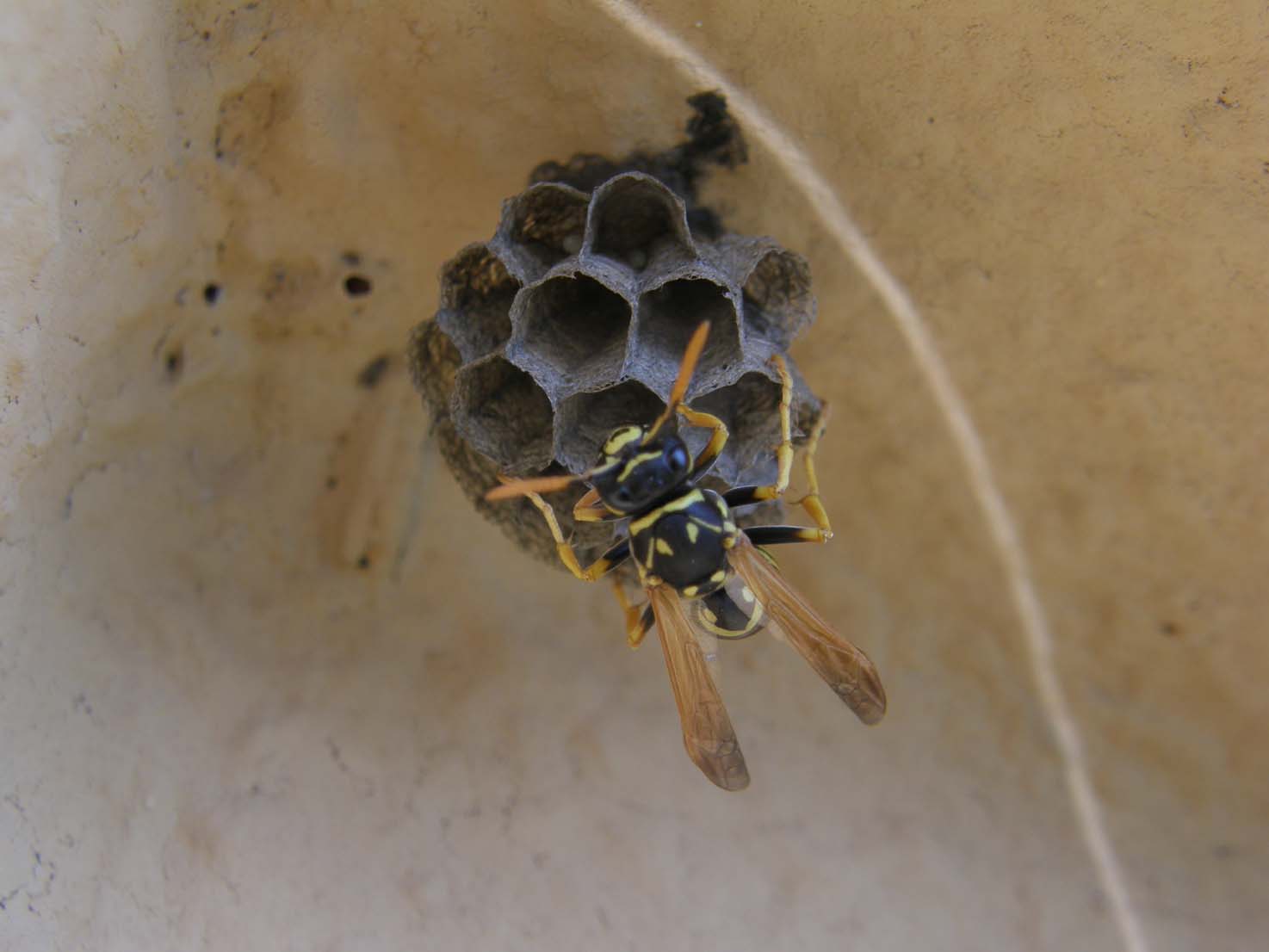 Nuovo nido di Polistes cfr dominulus