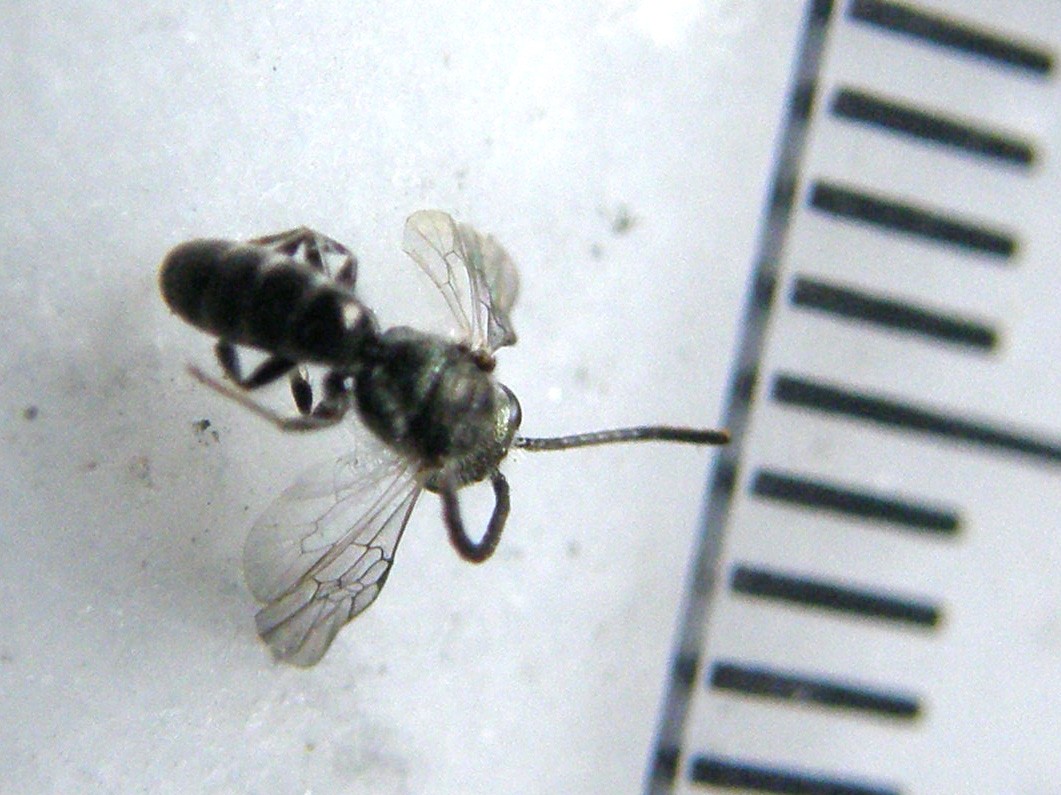 Piccolissimo e...sfortunato: Lasioglossum sp. M (Apidae Halictinae)