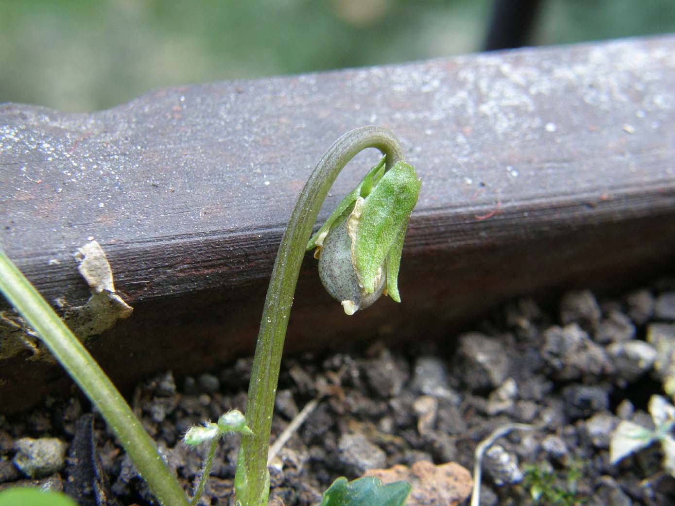 Uno strano bocciolo: fiori cleistogami di Viola sp. (Violaceae)