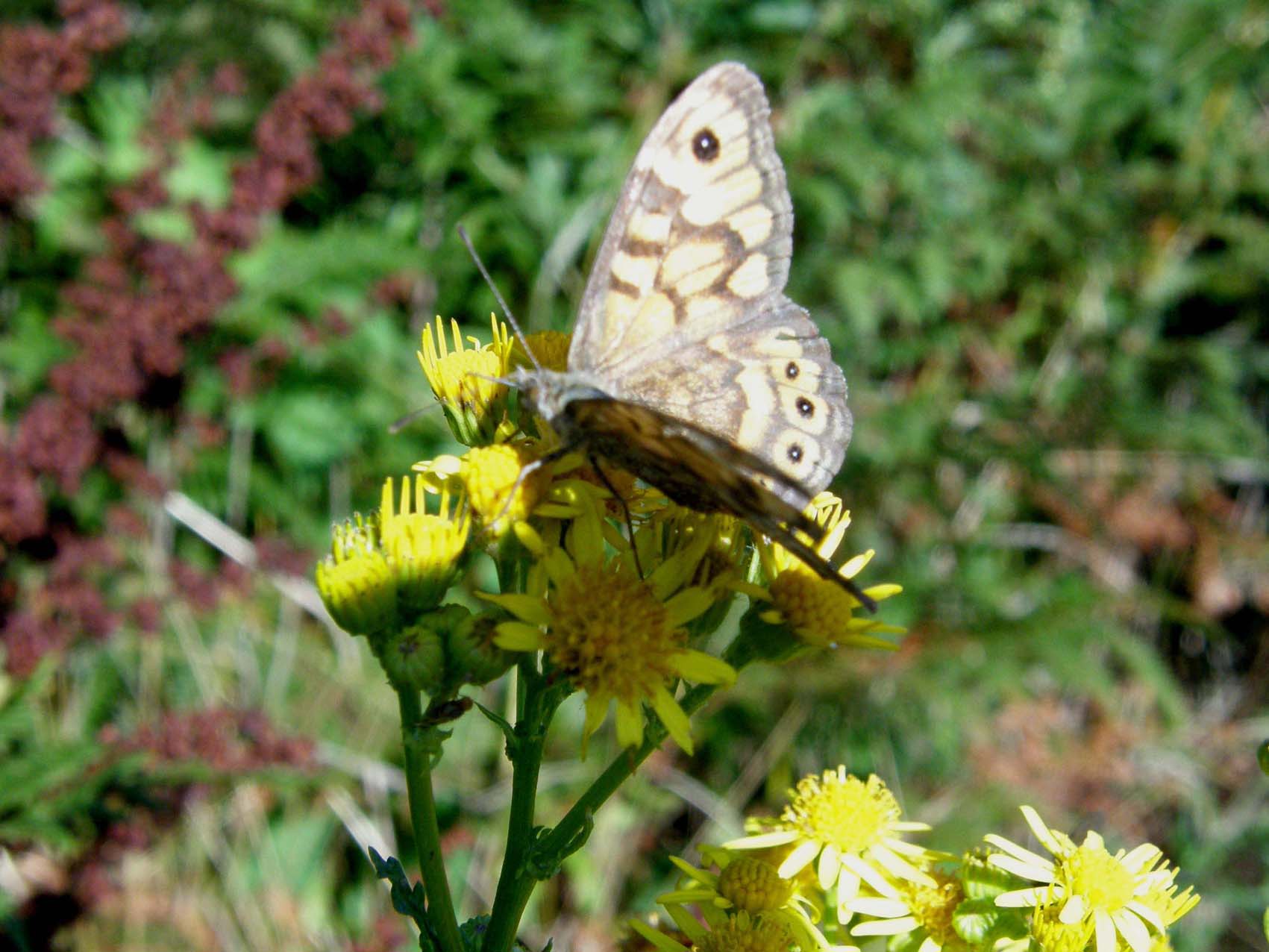 Lasiommata maegera e Pyronia tithonus