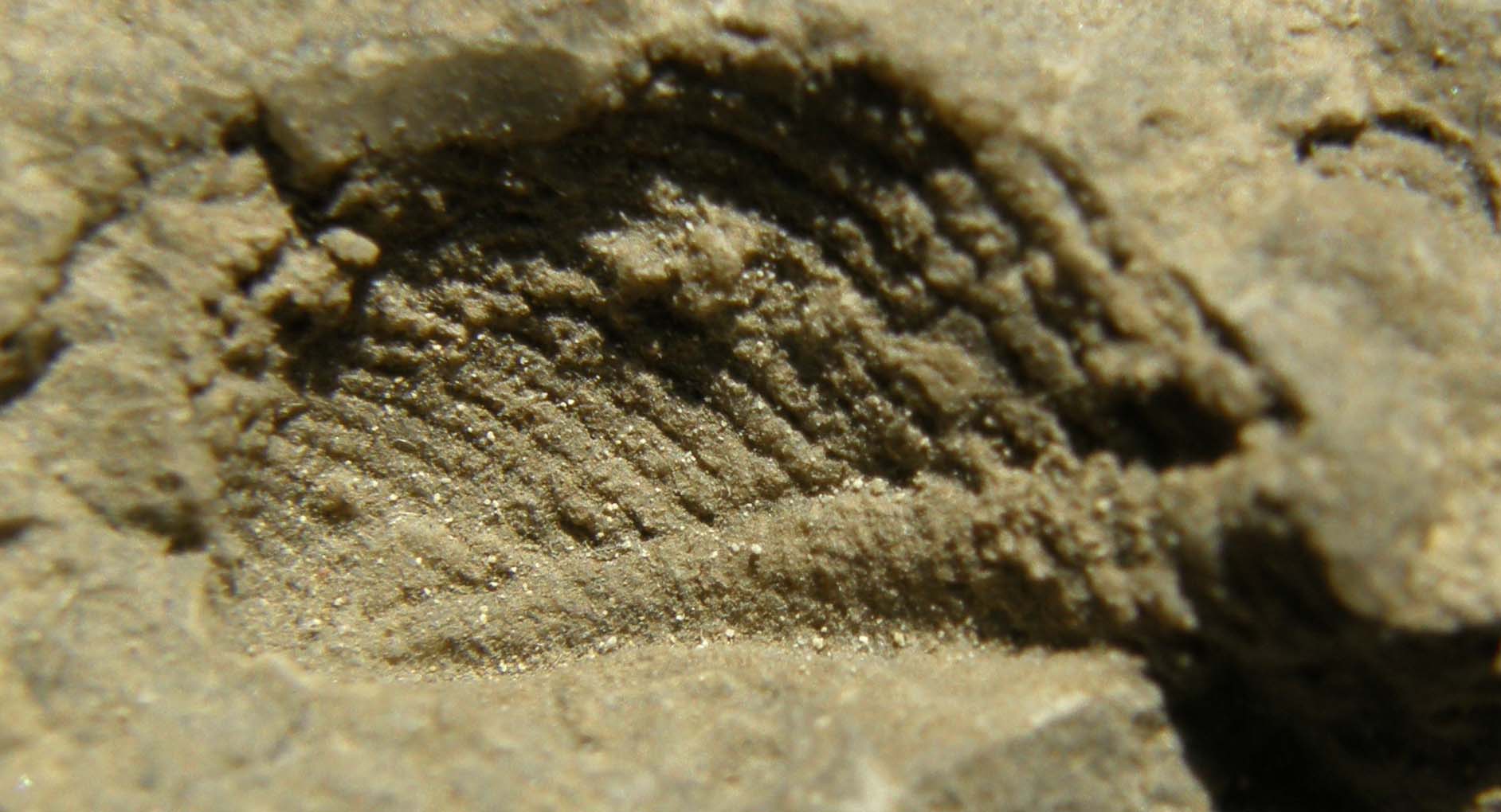 Sasso con due fossili da identificare