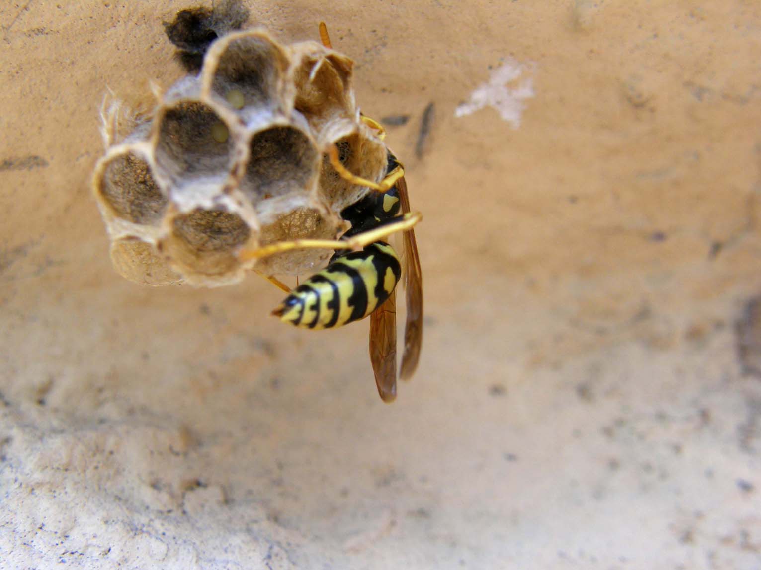 Nuovo nido di Polistes cfr dominulus