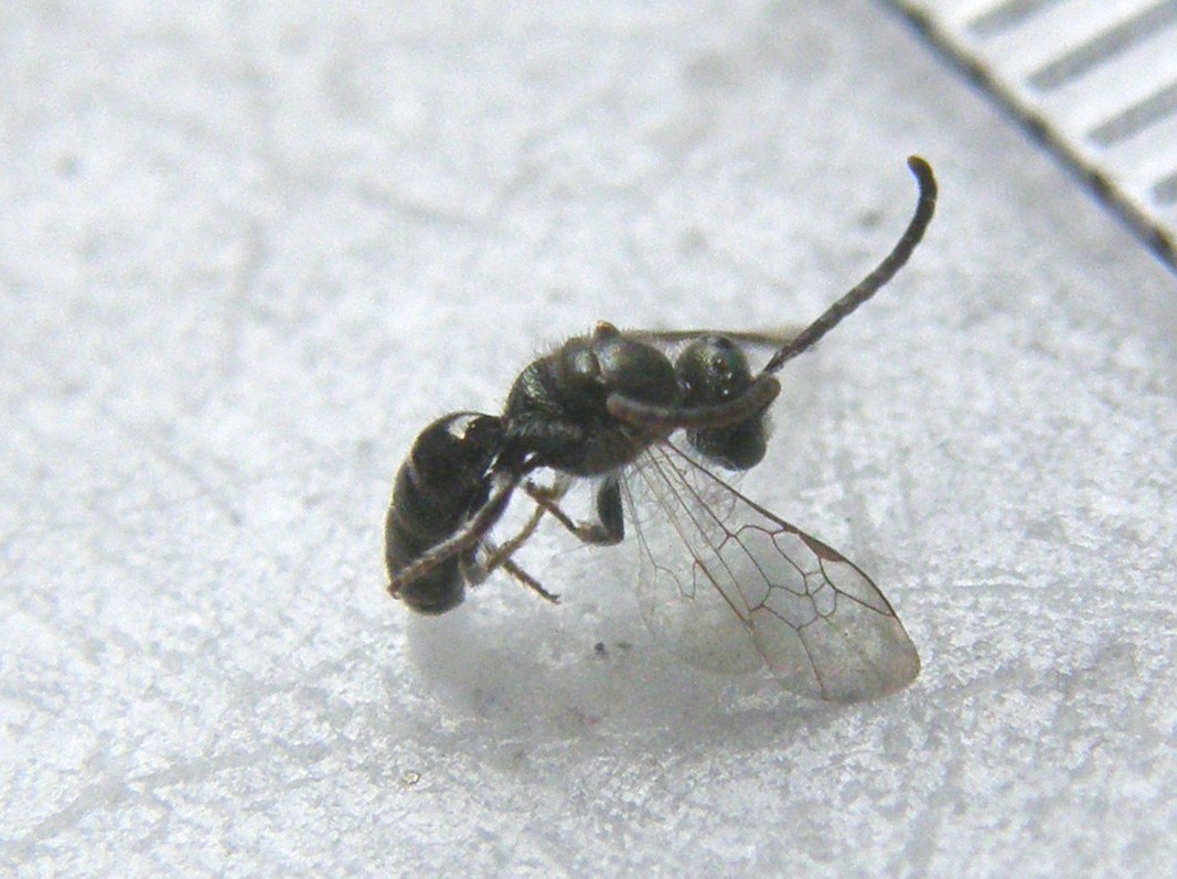 Piccolissimo e...sfortunato: Lasioglossum sp. M (Apidae Halictinae)