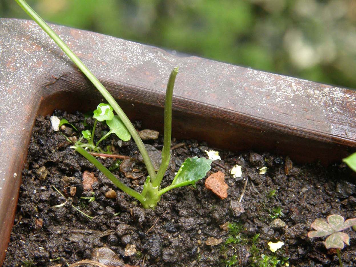 Uno strano bocciolo: fiori cleistogami di Viola sp. (Violaceae)