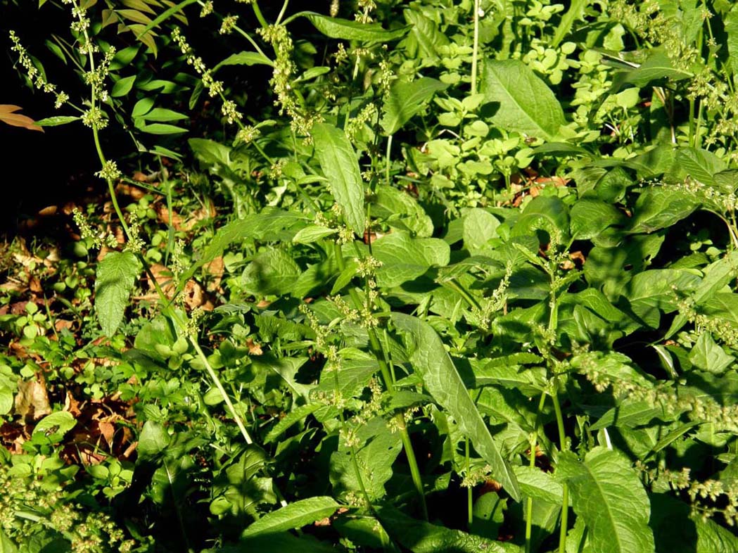 Rumex obtusifolius