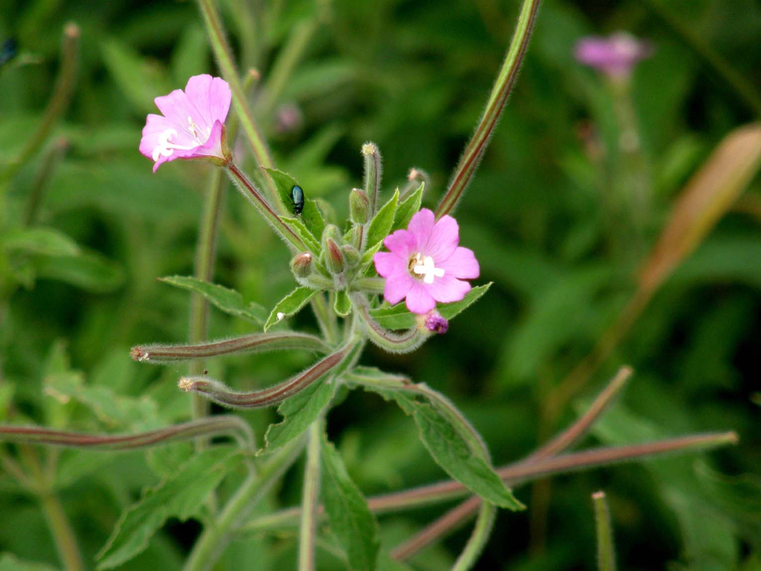 Fiori palustri milanesi - Epilobium hirsutum