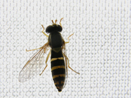 Sphaerophoria sp. (Syrphidae)