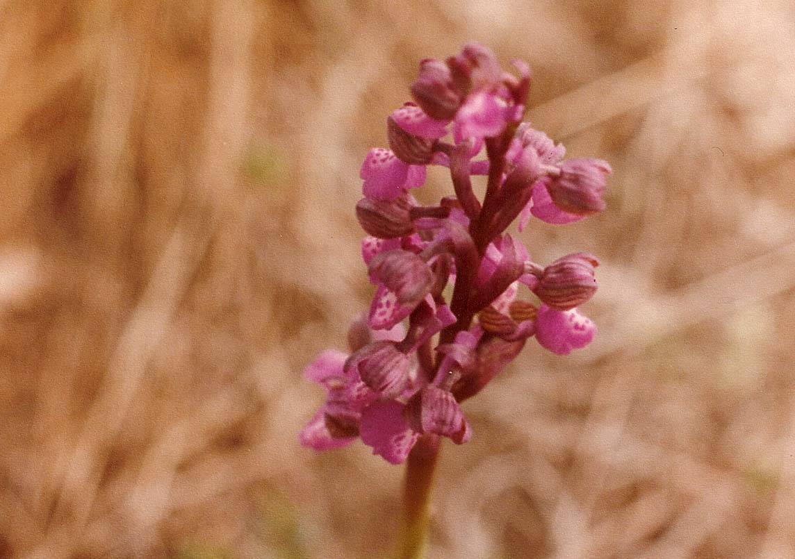 Orchidee del  lago d''Iseo