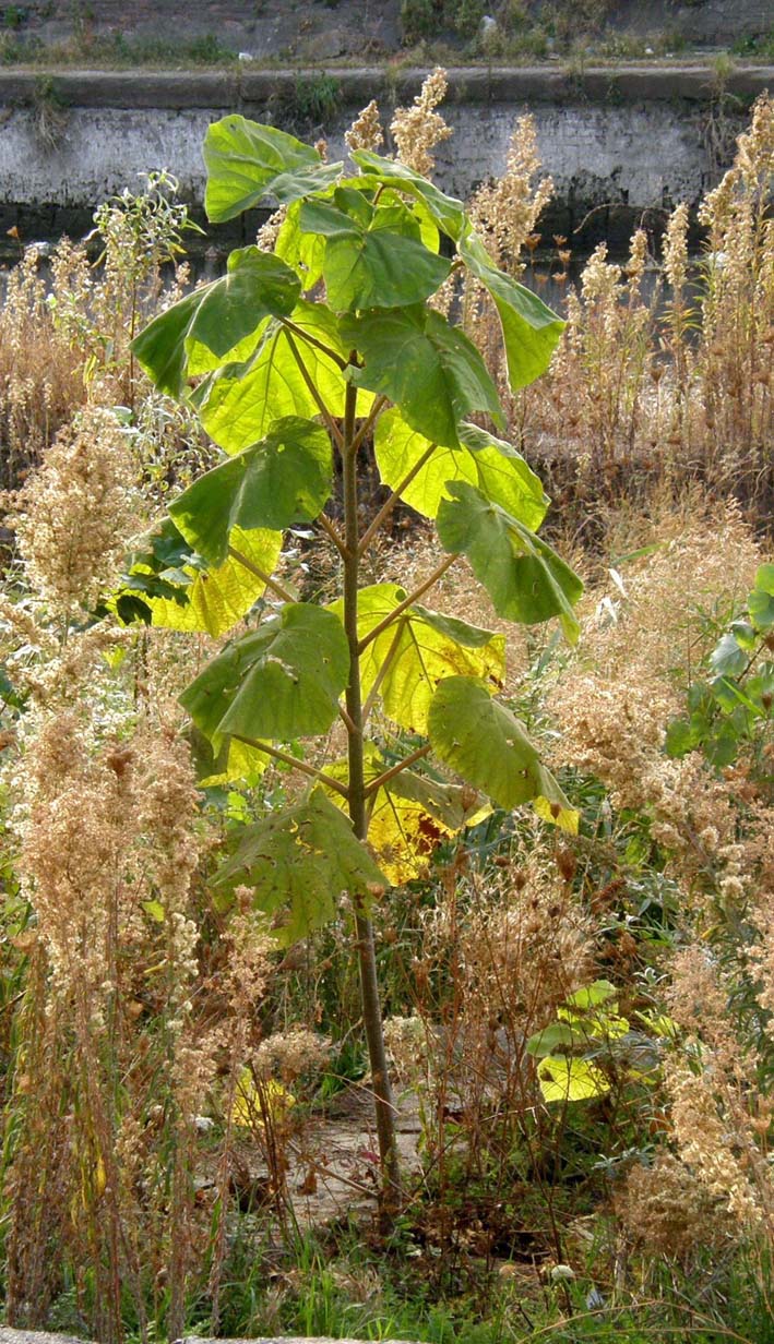 Paulownia tomentosa / Paulownia