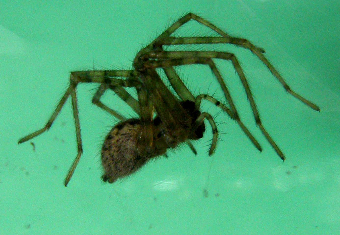 Tegenaria sp.