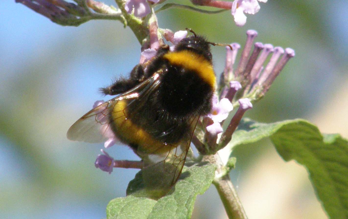 Bombus terrestris (Apidae)