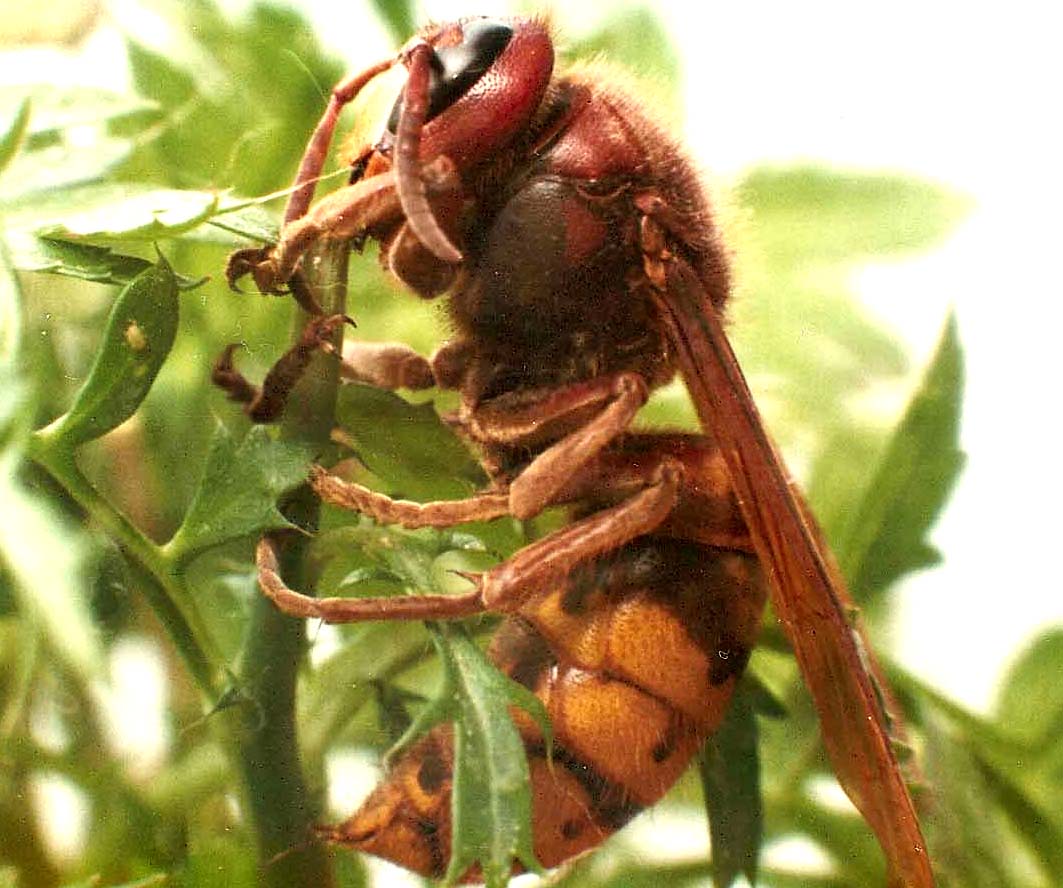 Calabrone e xilocopa