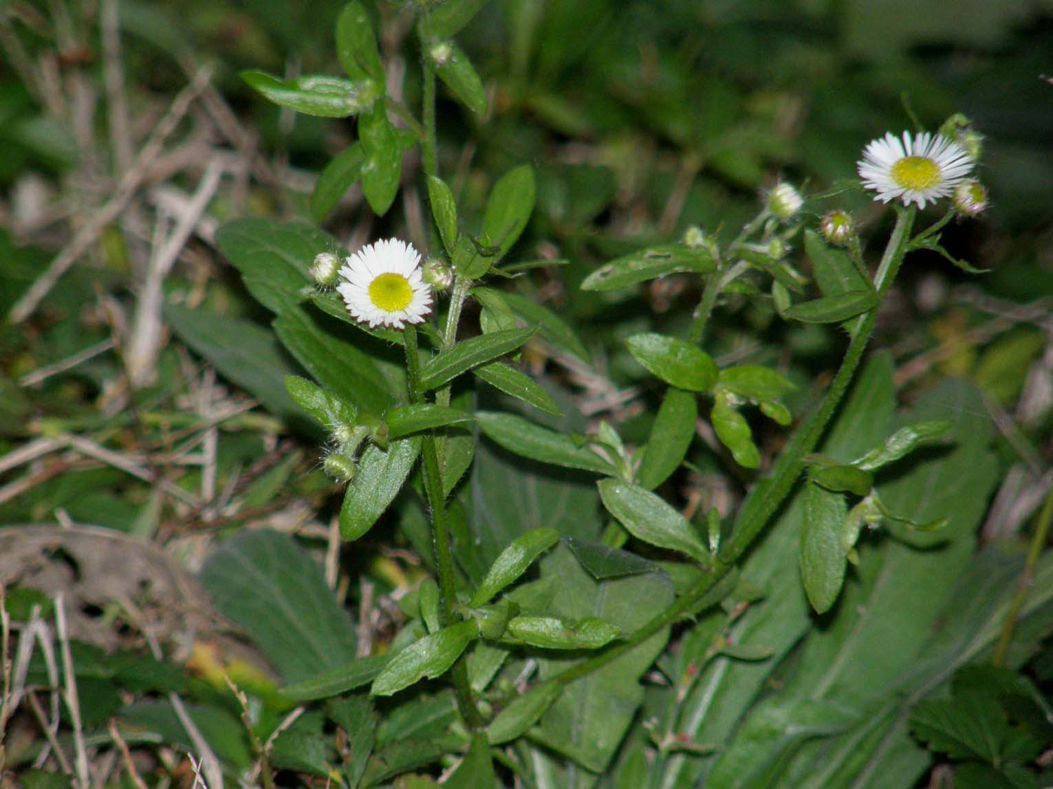 Erigeron Annuus