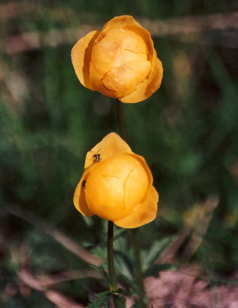 Trollius europaeus