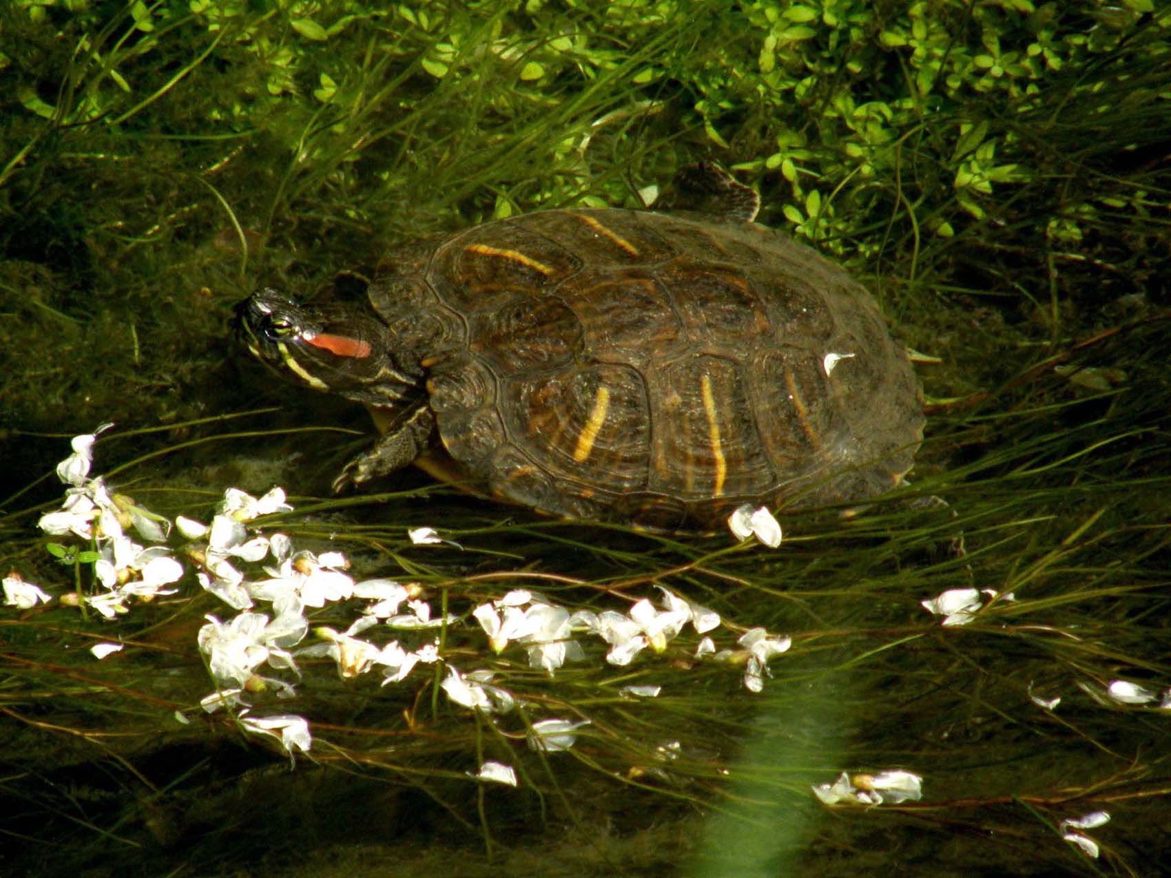 Testuggine abbandonata: Trachemys scripta elegans