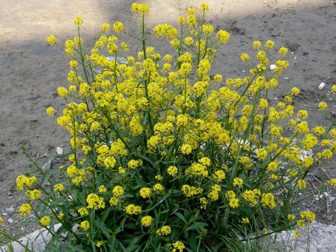 Infiorescenze gialle e bianche: Brassicaceae