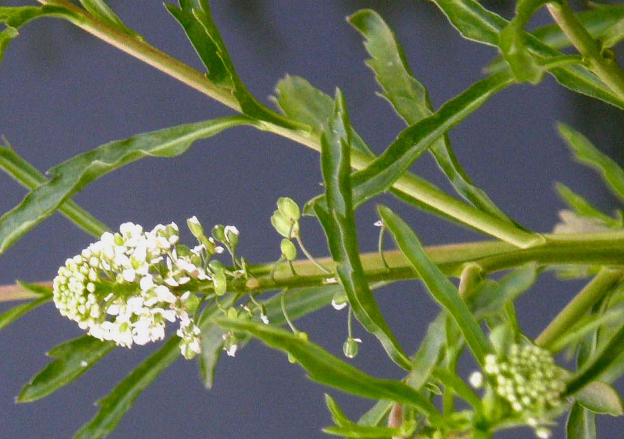 Infiorescenze gialle e bianche: Brassicaceae