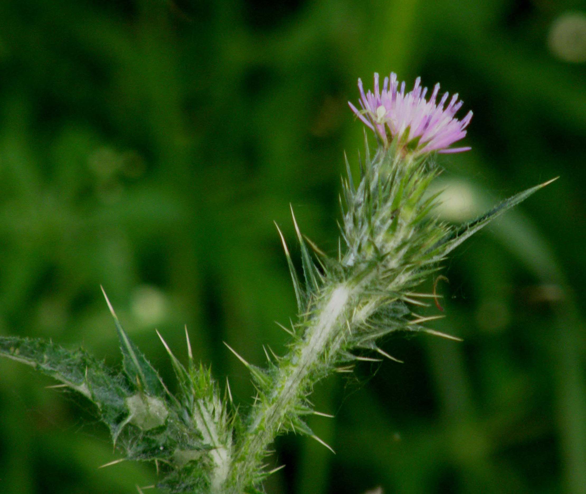 Carduus pycnocephalus